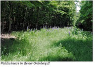 Waldschneise im Revier Grünberg 2