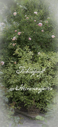 Rosen Hexenrosengarten Rosenblog  Strauchrose Kordes Frühlingsrose Frühlingsduft
