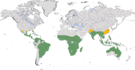 Karte zur Verbreitung der Pfeifgänse