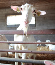 Chèvre saanen  dans la chèvrerie de la ferme de La Pérotonnerie de Rom