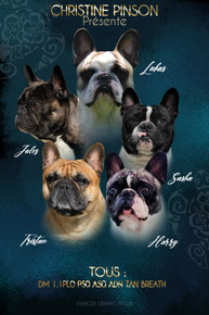 Site de mesetalonsbouledoguesfrancais !