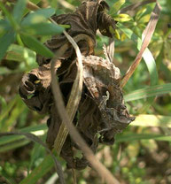 [Foto: Tarnspezialist Gammaeule (Autographa gamma) enttarnt im Glemstal bei Markgröningen am 15.8.2004]