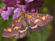 [Foto: Purpurroter Zünsler Pyrausta purpuralis, 2.9.2006 in Hemmingen Hagmühle]