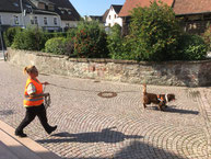 Mantrailing bei HundeLächeln