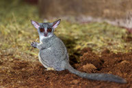 galago du senegal