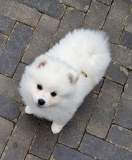 Middenslag Keeshond pup, witte Keeshond pup