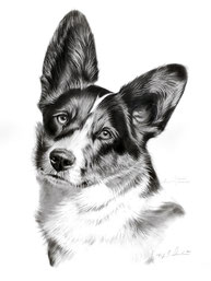 Hundeportrait zeichnen lassen in Bleistift