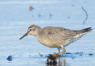 Gleitaar (Elanus caeruleus) sitz auf dem Ast eines Baumes.