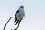 Gleitaar (Elanus caeruleus) sitz auf dem Ast eines Baumes.