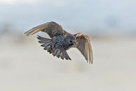 Star (Sturnus vulgaris) fliegt auf den Betrachter zu. 