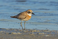 Wüstenregenpfeifer (Charadrius leschenaultii) im Übergangskleid am Rande eines Salzsees bei Larnaka auf Zypern. 