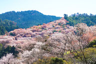 吉野山周辺