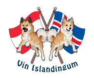 der Islandhund