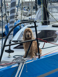 Cockerspaniel sitzt auf einem blauen Segelboot und schaut einen an