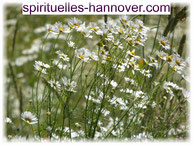 Weiße Kamille-Blüten auf einem Feld