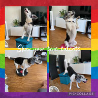 Cavaletti Hund, Wackelbrett Hund, Manuelle Therapie Hund, Bewegungsapparat Hund,Hundephysiotherapie Augsburg