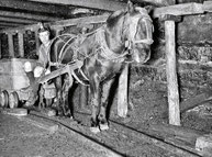 Cheval tractant un chariot dans une mine
