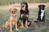 Grundkurs Erziehungskurs Junghunde