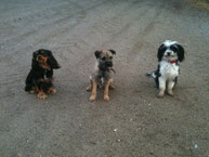 Kleine Rassen Kleinhunde Gruppentraining