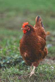 musique descriptive la poule