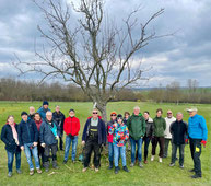 Dieser Baum wurde geschnitten  Foto: NABU Rhein-Selz