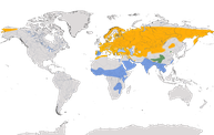 Karte zur Verbreitung der Gattung Luscinia weltweit.