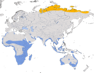 Karte zur Verbreitung des Sichelstrandläufers (Calidris ferruginea)