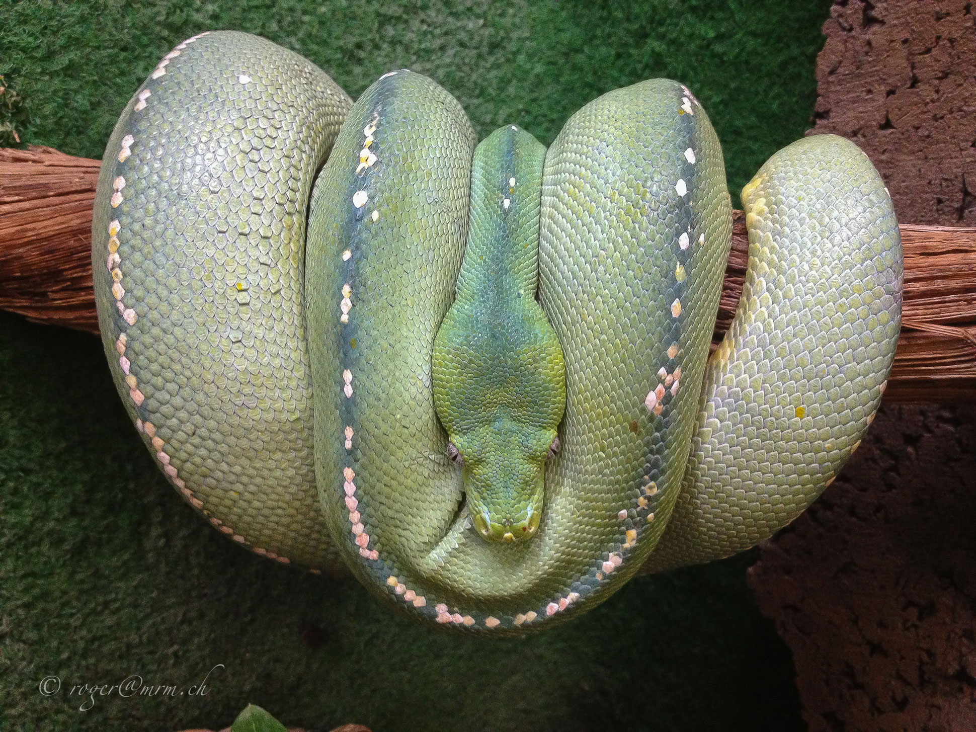 Morelia viridis Verbreitung Merauke mrm.ch