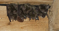 Eine Gruppe Grauer Langohren (Plecotus austriacus), Foto von Markus Dietz