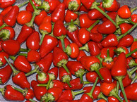 Homegrown Hot Chilis