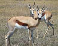 springbok