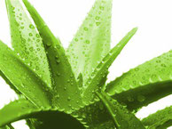 qu'est ce que l'aloe vera - côté nature 83 - toulon