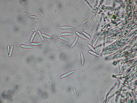 Protounguicularia transiens-Sporen 