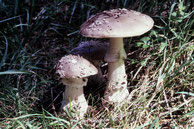 Amanita excelsa Grauer Wulstling