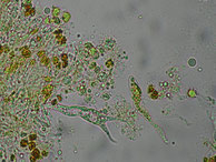 Clavulinopsis helvola-Basidien-Sporen
