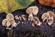  Simocybe haustellaris Kurzstieliger Olivschnitzling