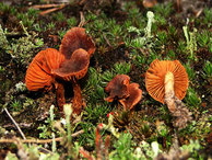 Cortinarius aurantiolamellatus-Orangeblättriger Spindelspor- Hautkopf