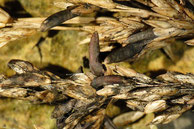 Secale cornutum Sklerotien von Claviceps purpurea-auf Gräsern