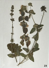 19th century Pressed woodland plants or herbarium