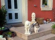 Familienhund Klein-Elo