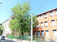 Robinia - scuola Bellini Mestre (VE)