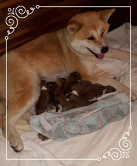 Hakucho no Yama Ken, Japan Akita Zucht, Züchter, Hachiko, Welpen, Kishi Ken, Rosia Kara, Go Shirai, A-Wurf