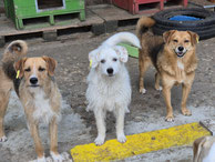 Betina, Betsy und Tino