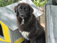 Blacky