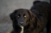 Blacky