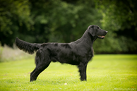 Flataholics Black Legend (Duncan) Crufts Quali 16, Bundesjugendsieger 2015, Grafenegg-Jgd Sieger ´15