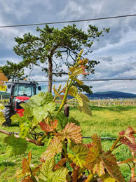 Weinland, Thermenregion, Frühling, Sommer, Weingarten, Handarbeit, Laub, Reben, Bad Vöslau, Austrieb
