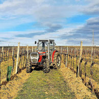 Traktor steht zwischen den Weingartenzeilen