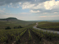 Vineyards of the Cote des Blancs - just south of Epernay