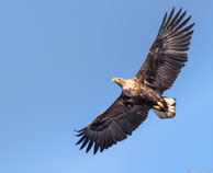 Seeadler - Foto: Olaf Tiko